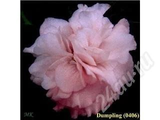 Лот: 434045. Фото: 1. Фиалка сорта "Dumpling (Дамплинг... Горшечные растения и комнатные цветы
