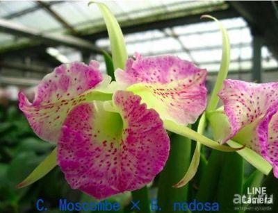 Лот: 13762503. Фото: 1. Продам орхидею C.Moscombe+ B.Nodosa... Горшечные растения и комнатные цветы