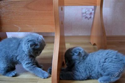 Лот: 2393083. Фото: 1. шотландские котята. Кошки, котята
