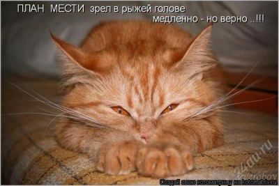 Лот: 1619438. Фото: 1. Роскошный рыжий перс. Кошки, котята