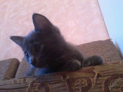 Лот: 2404459. Фото: 1. Отдам в добрые руки дымчатое чудо. Кошки, котята