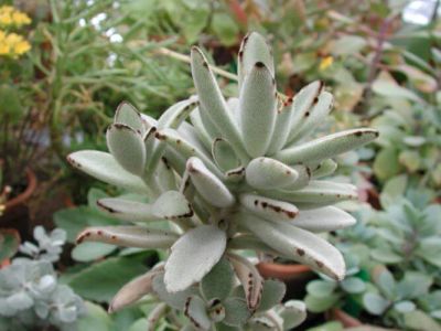 Лот: 9882584. Фото: 1. Kalanchoe tomentosa (Каланхое... Горшечные растения и комнатные цветы