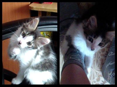 Лот: 2507018. Фото: 1. Отдаю котенка_). Кошки, котята