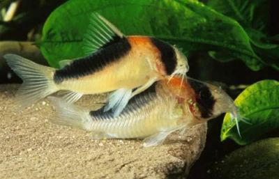 Лот: 5060630. Фото: 1. Коридорас Адольфа (Corydoras adolfoi... Рыбки