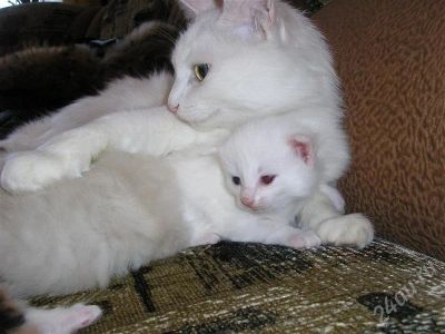 Лот: 612628. Фото: 1. Котенок Девочка белая в добрые... Остальные животные