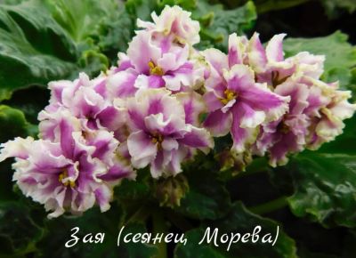 Лот: 8483276. Фото: 1. Фиалка сортовая Зая (сеянец Морева... Горшечные растения и комнатные цветы