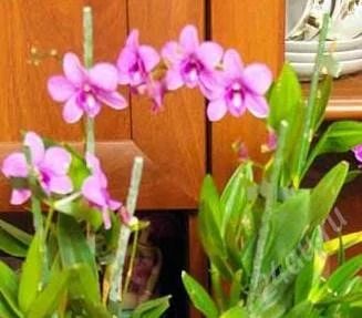 Лот: 1072854. Фото: 1. орхидея дендробиум1. Горшечные растения и комнатные цветы