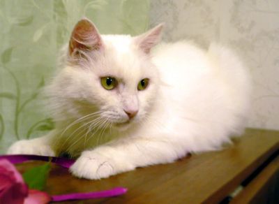 Лот: 8315215. Фото: 1. Отдам прекрасную кошечку - пушистую... Кошки, котята