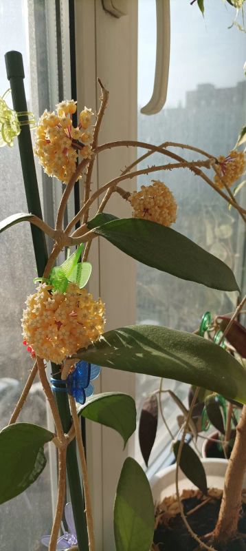 Лот: 20293844. Фото: 1. хойя Hoya sp. (UT-038)From Flores... Горшечные растения и комнатные цветы