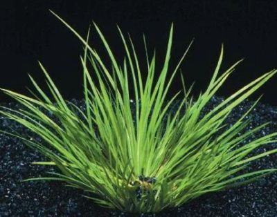 Лот: 3142659. Фото: 1. Акорус карликовый (Acorus pusillus... Водные растения