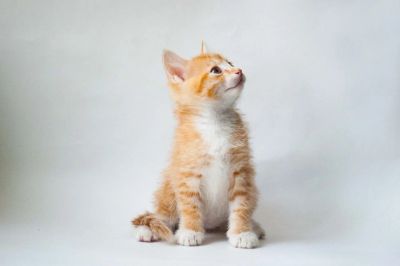 Лот: 12743918. Фото: 1. Котята. Кошки, котята