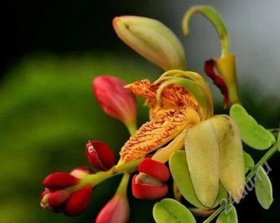 Лот: 941568. Фото: 1. Тамаринд Tamarindus indica - любителям... Горшечные растения и комнатные цветы