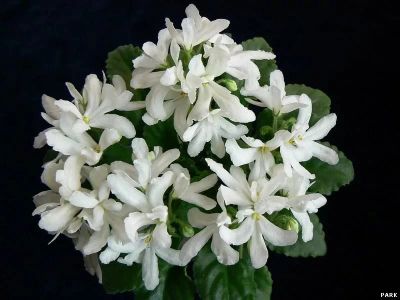 Лот: 10085133. Фото: 1. Куплю Фиалка Lunar Lily White... Горшечные растения и комнатные цветы
