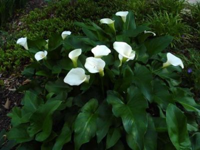 Лот: 10008066. Фото: 1. Калла белая эфиопская. Горшечные растения и комнатные цветы