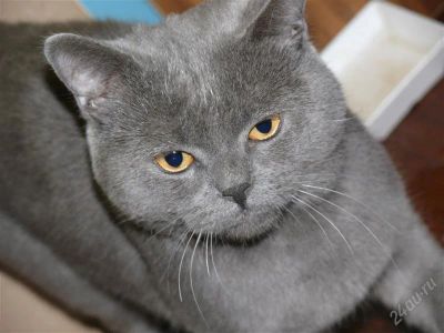 Лот: 2034789. Фото: 1. Найден голубой кот Британец. Кошки, котята
