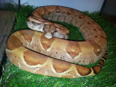 Лот: 3336395. Фото: 1. Удав императорский var "Pastel... Остальные животные