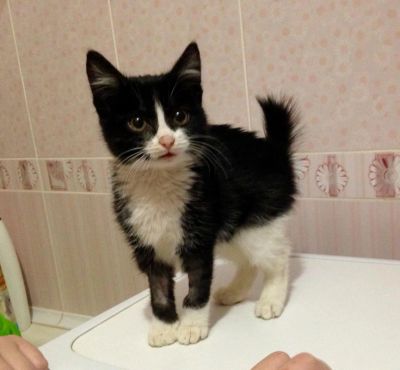 Лот: 8366442. Фото: 1. котенок, 3 месяца. Кошки, котята