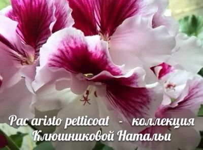 Лот: 9648319. Фото: 1. Пеларгония PAC Aristo Petticoat... Горшечные растения и комнатные цветы