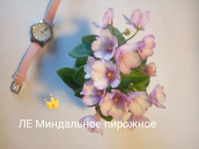 Лот: 18951628. Фото: 1. фиалка ЛЕ Миндальное пирожное. Горшечные растения и комнатные цветы