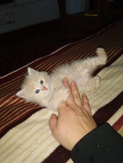 Лот: 16650651. Фото: 1. котенок. Кошки, котята