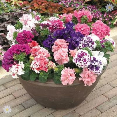 Лот: 7441486. Фото: 1. Петуния (ампельная, махровая и... Садовые цветы