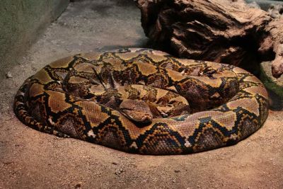 Лот: 1691261. Фото: 1. Сетчатый питон (Python reticulatus... Остальные животные