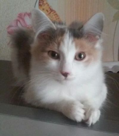 Лот: 5187409. Фото: 1. Кошечка. Ласковое счастье в Ваш... Кошки, котята