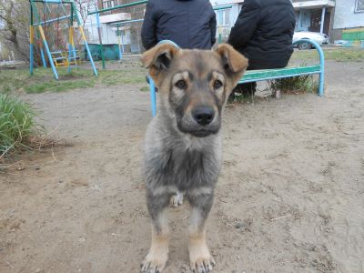 Лот: 5539140. Фото: 1. Юный щенок-богатырь ищет себе... Собаки, щенки