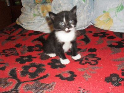 Лот: 2307736. Фото: 1. Кисочка. Кошки, котята