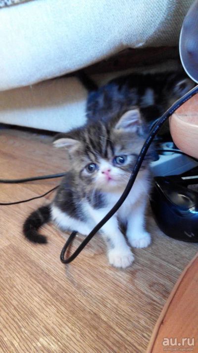 Лот: 9644725. Фото: 1. Котик экзот 1,5 мес. Срочно!!. Кошки, котята