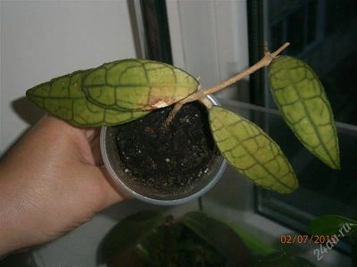 Лот: 2947728. Фото: 1. хойя финлэйсона (hoya finlaysonii... Горшечные растения и комнатные цветы