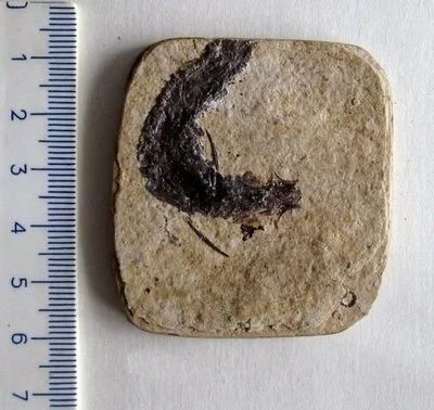 Лот: 12318498. Фото: 1. Отпечаток ископаемой рыбы-акантоды... Минералы и окаменелости