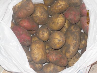 Лот: 5640210. Фото: 1. картошка со своего огорода. Картофель