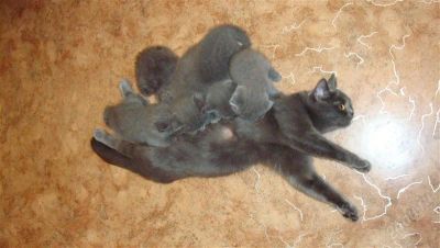 Лот: 2417523. Фото: 1. Британцы красотули. Кошки, котята