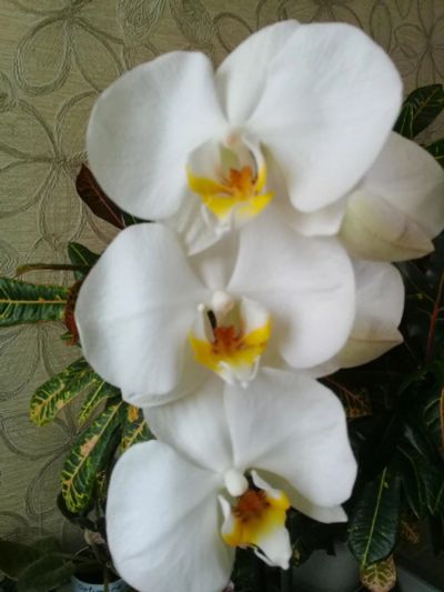 Лот: 10019351. Фото: 1. Орхидея фаленопсис F 26(белая). Горшечные растения и комнатные цветы