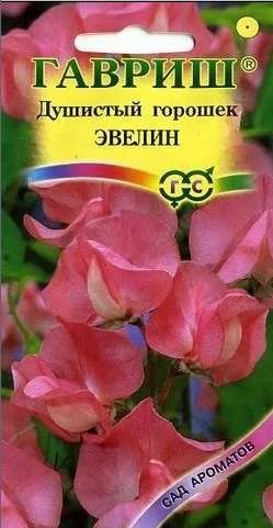 Лот: 11024289. Фото: 1. Душистый горошек Эвелин лососево-розовый... Садовые цветы