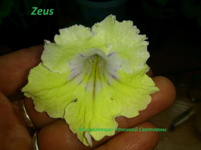 Лот: 3359782. Фото: 1. Стрептокарпус Zeus-лист. Горшечные растения и комнатные цветы