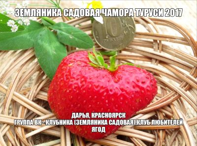 Лот: 11503411. Фото: 1. Земляника (клубника) Купчиха(земклуника... Ягоды