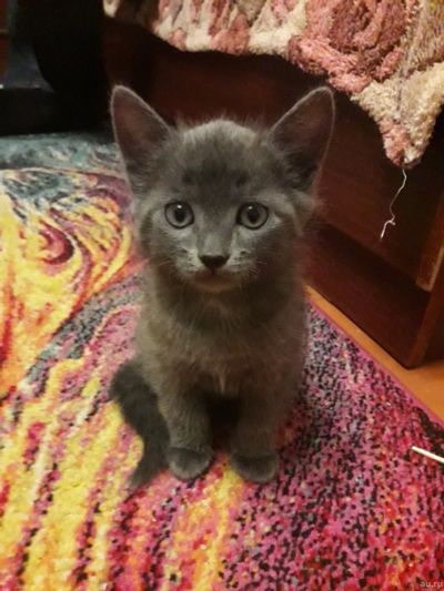 Лот: 13008324. Фото: 1. Плюшевый котик ищет любящего хозяина. Кошки, котята