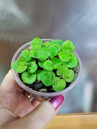 Лот: 17912203. Фото: 1. Пилея монетолистная (Pilea nummulariifolia... Горшечные растения и комнатные цветы