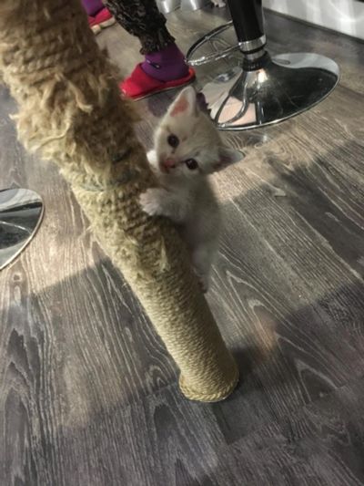 Лот: 10623844. Фото: 1. Отдам котят в добрые руки. Кошки, котята