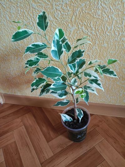 Лот: 25397417. Фото: 1. фикус молодой , здоровый кустик. Горшечные растения и комнатные цветы