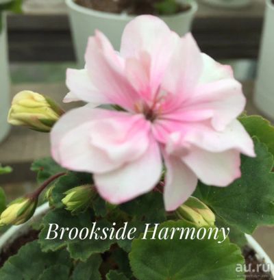 Лот: 13302878. Фото: 1. пеларгония Brookside Harmony. Горшечные растения и комнатные цветы