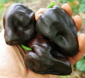 Лот: 4895631. Фото: 1. Перец острый Chilhuacle Negro... Другое (семена, рассада, садовые растения)