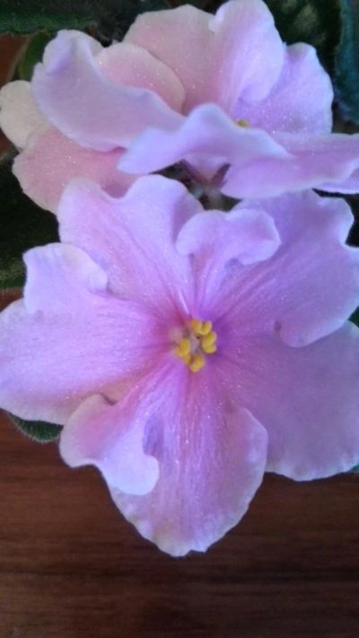 Лот: 3648366. Фото: 1. Фиалка Pink Amiss (Eyerdom). Горшечные растения и комнатные цветы