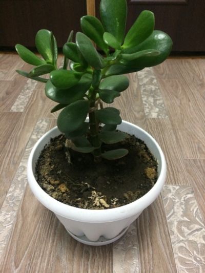 Лот: 12303863. Фото: 1. живое дерево. Свежие цветы