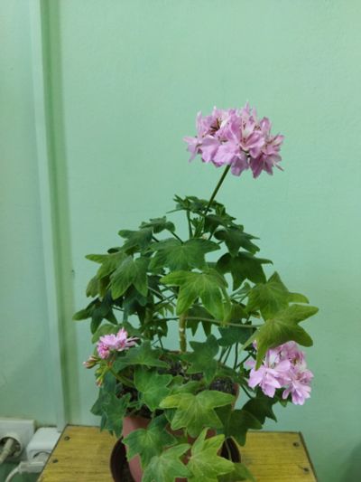Лот: 19087931. Фото: 1. Пеларгония Borthwood цветёт см... Горшечные растения и комнатные цветы