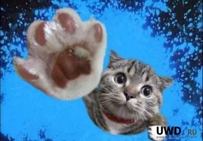 Лот: 3424138. Фото: 1. Котята уникальной водоплавающей... Кошки, котята
