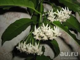 Лот: 13592326. Фото: 1. Хойя Hoya Lockii. Горшечные растения и комнатные цветы