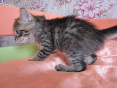 Лот: 9895536. Фото: 1. Отдам котят 1,5 месяц, девочки... Кошки, котята